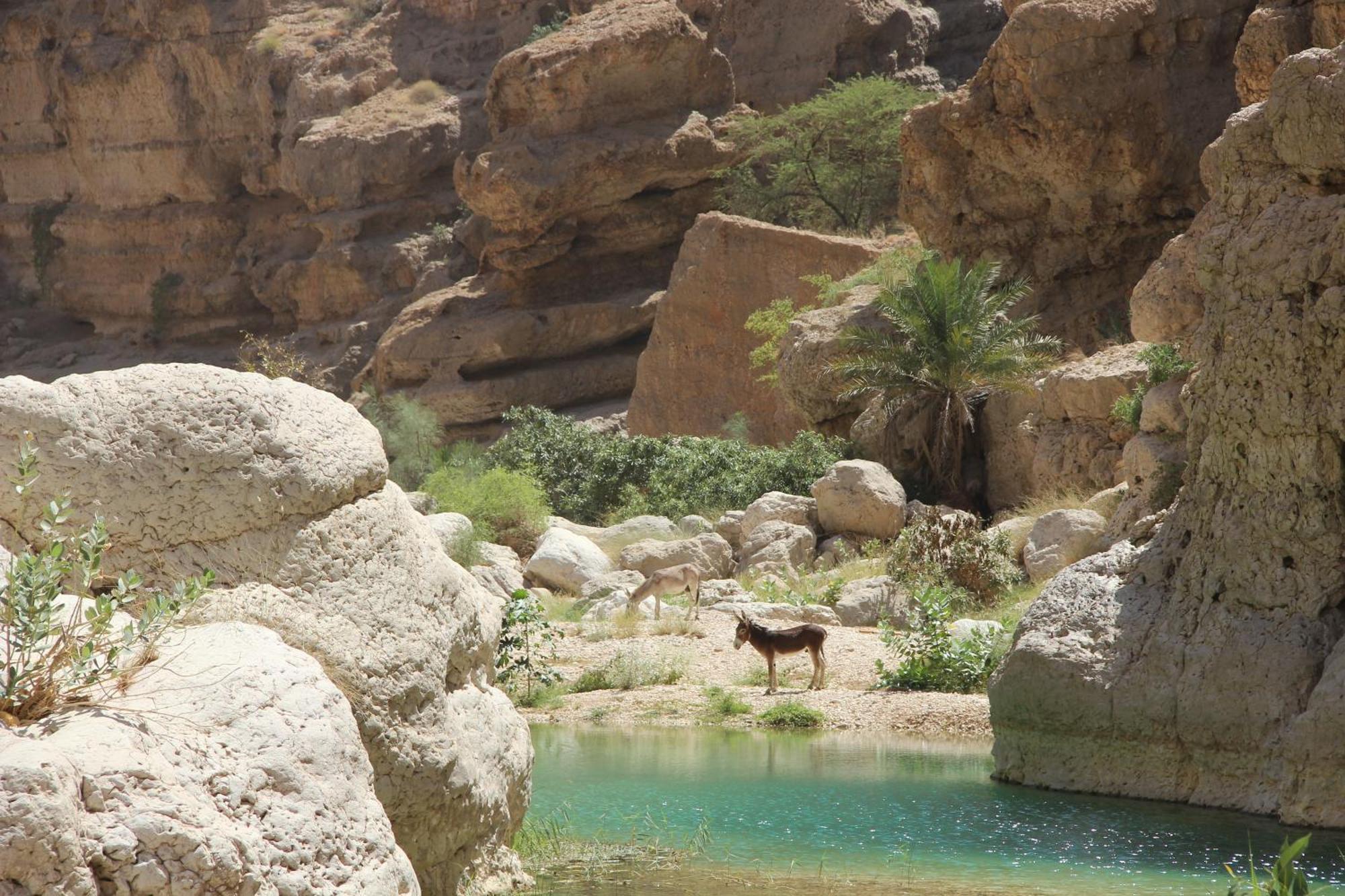Wadi Shab Guest House Tiwi Luaran gambar